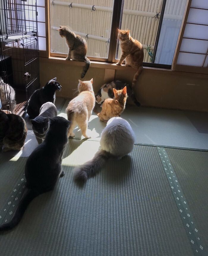 В Японии есть отель, в котором можно "арендовать" кота