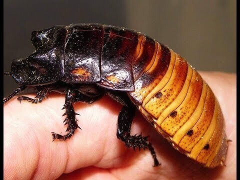 Мадагаскарский таракан 