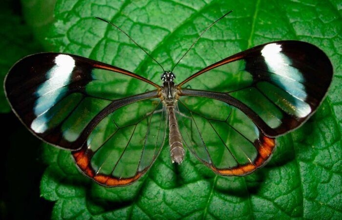 Грета Ото, Стеклянная бабочка