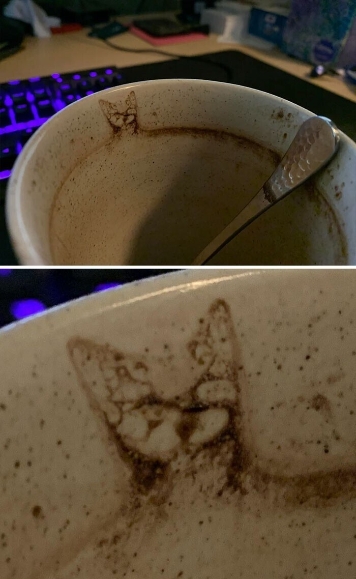 Кошку можно увидеть в чашке из-под какао...