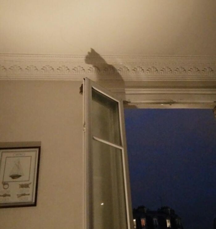 На самом деле, здесь нет кошки - это просто тень от окна