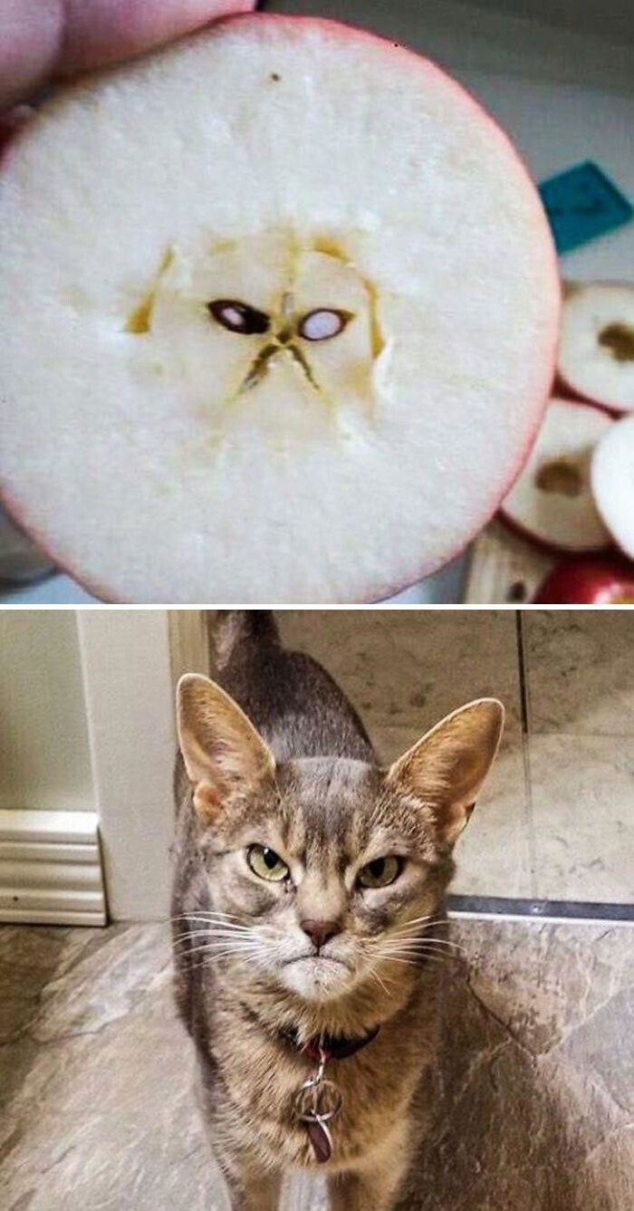 "Мрачный кот в моем яблоке"