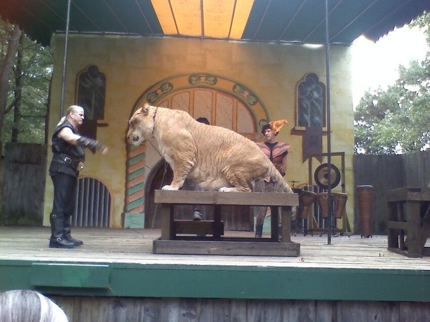 Самая большая кошка в мире - лигр. Гибрид льва и тигра