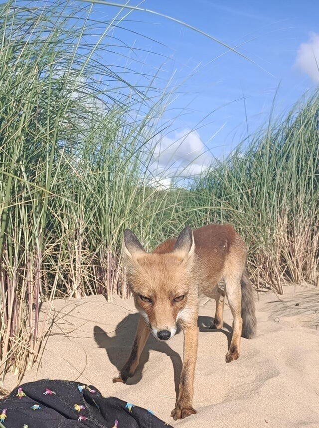 10. «Меня навестила эта лиса, когда я загорал на пляже в Нидерландах»