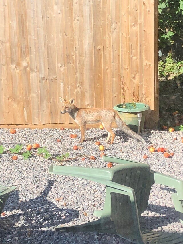 15. «Одна из лисиц, которые регулярно посещают наш сад. Бристоль, Великобритания»