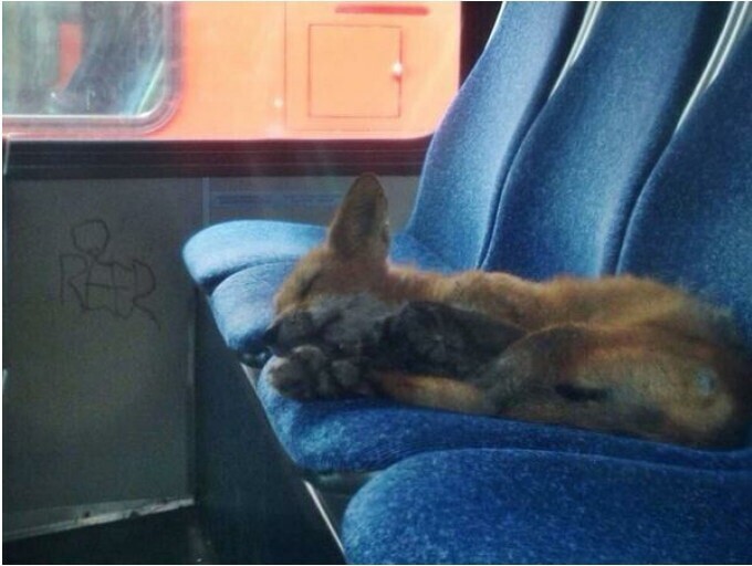 11. «Этого лисёнка нашли спящим в припаркованном городском автобусе в моём городе»