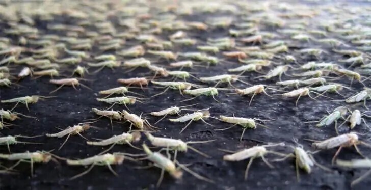 В Великобритании создали миллионную армию комаров-мутантов и это вовсе не новое оружие