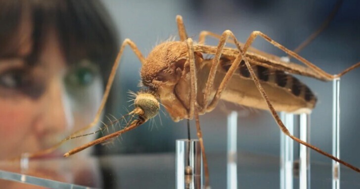 В Великобритании создали миллионную армию комаров-мутантов и это вовсе не новое оружие