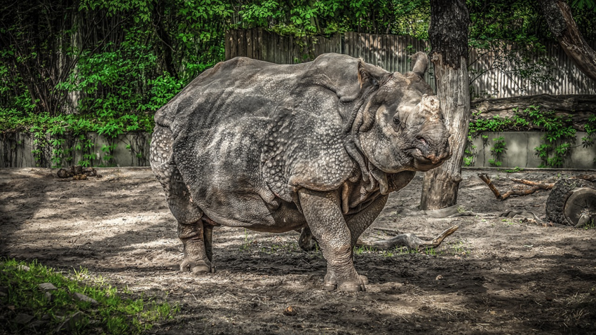 Индийский носорог: Биологическая бронемашина. Почему зверь будто в латных доспехах?