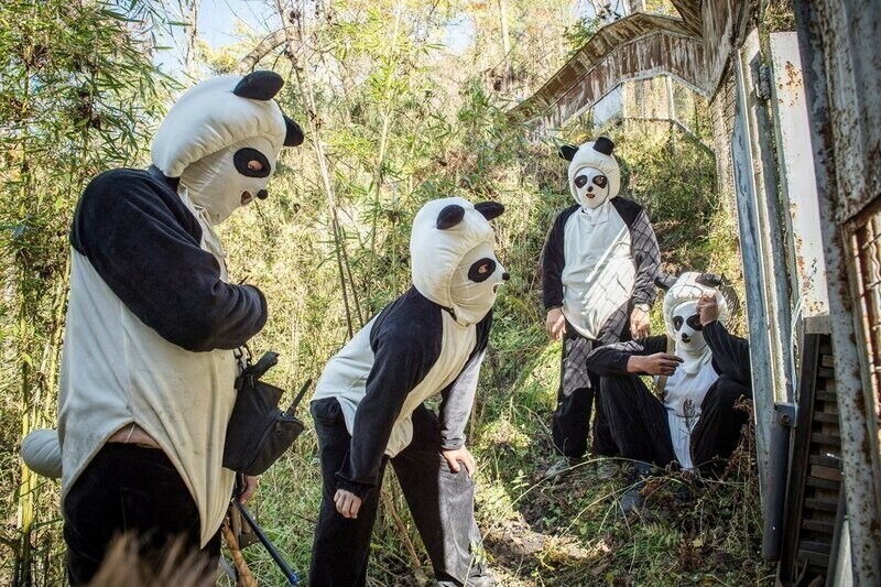Лучшая работа в мире: как выращивают панд в Китае