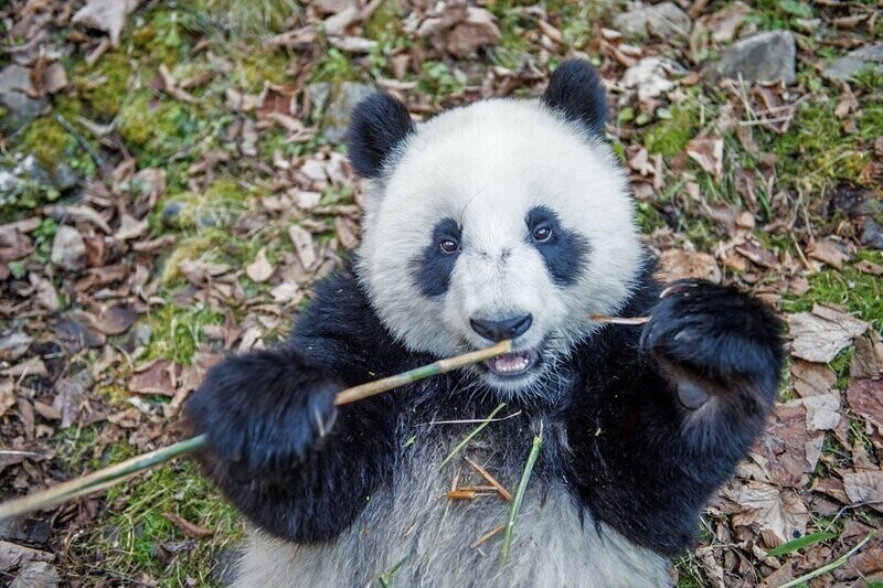 Лучшая работа в мире: как выращивают панд в Китае
