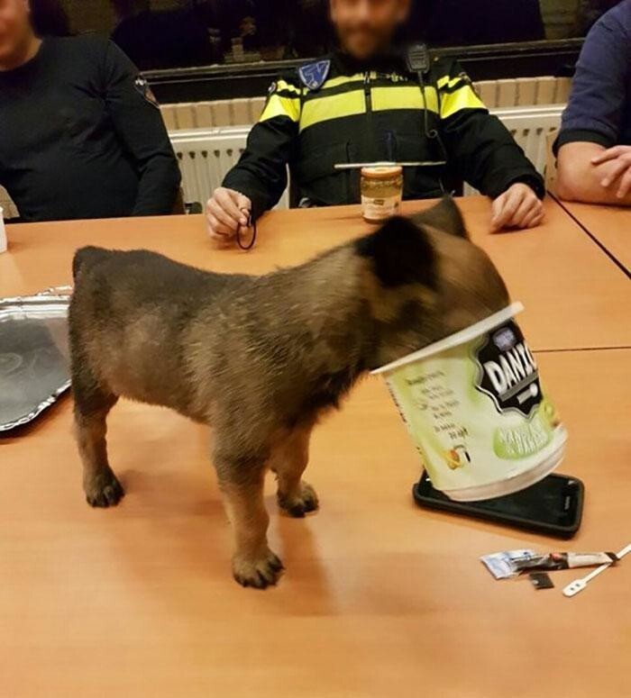 "Мы служим в голландской полиции и наша полицейская собака застряла в баночке с йогуртом"