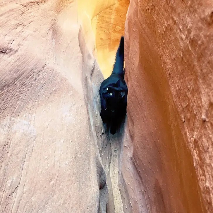 Милли - кошка любящая горы и путешествия