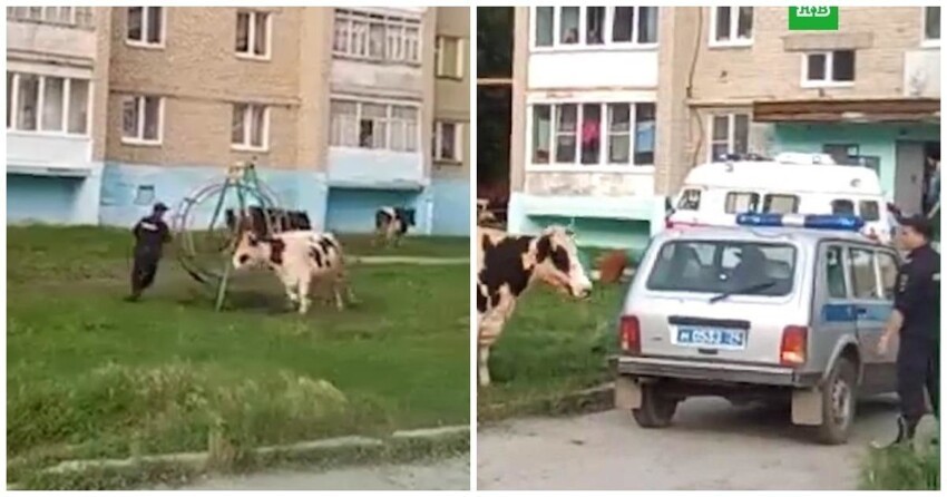 Противостояние полицейских и коров в Челябинской области попало на видео