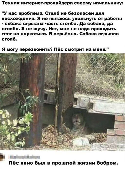 Прикольные и смешные картинки