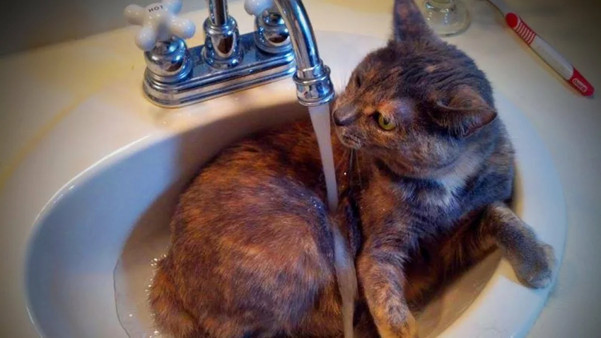 Как помыть кошку, выжить и не сойти с ума? Инструкция и советы
