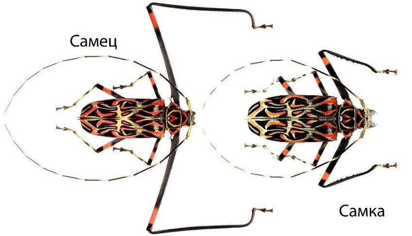 Бразильский арлекин: Руки-базуки. Жук, который отрастил просто гигантские конечности