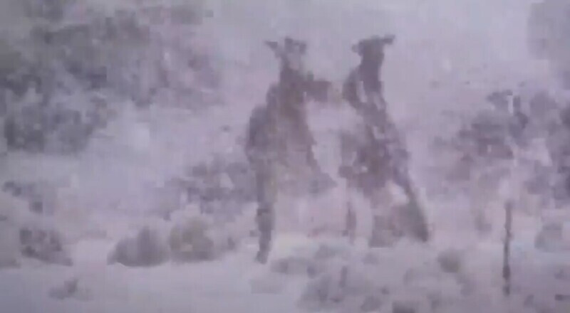 Кенгуру-драчуны не могут остановиться несмотря на сильный снегопад, пришедший в Австралию