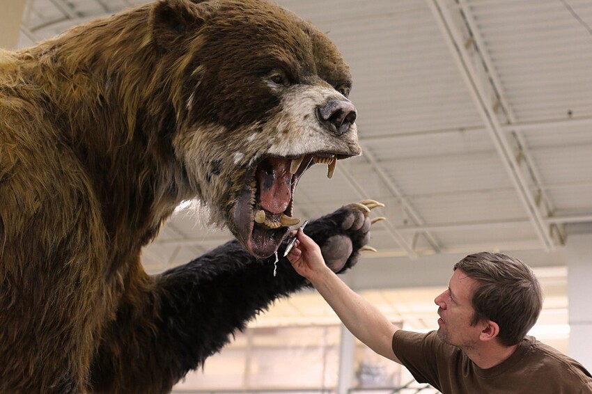 Гигантский короткомордый медведь: Титан, что мог завалить мамонта. Опасный сосед наших предков