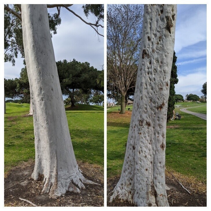 2 стороны того же дерева эвкалипта на поле для гольфа в Калифорнии.
