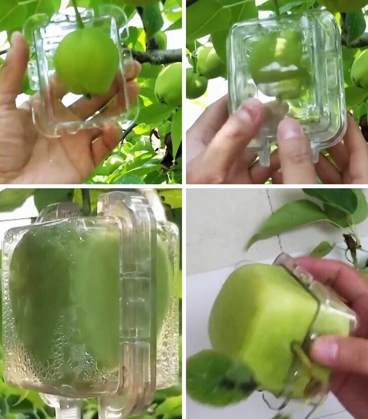 Вот как вы можете вырастить квадратное яблоко.