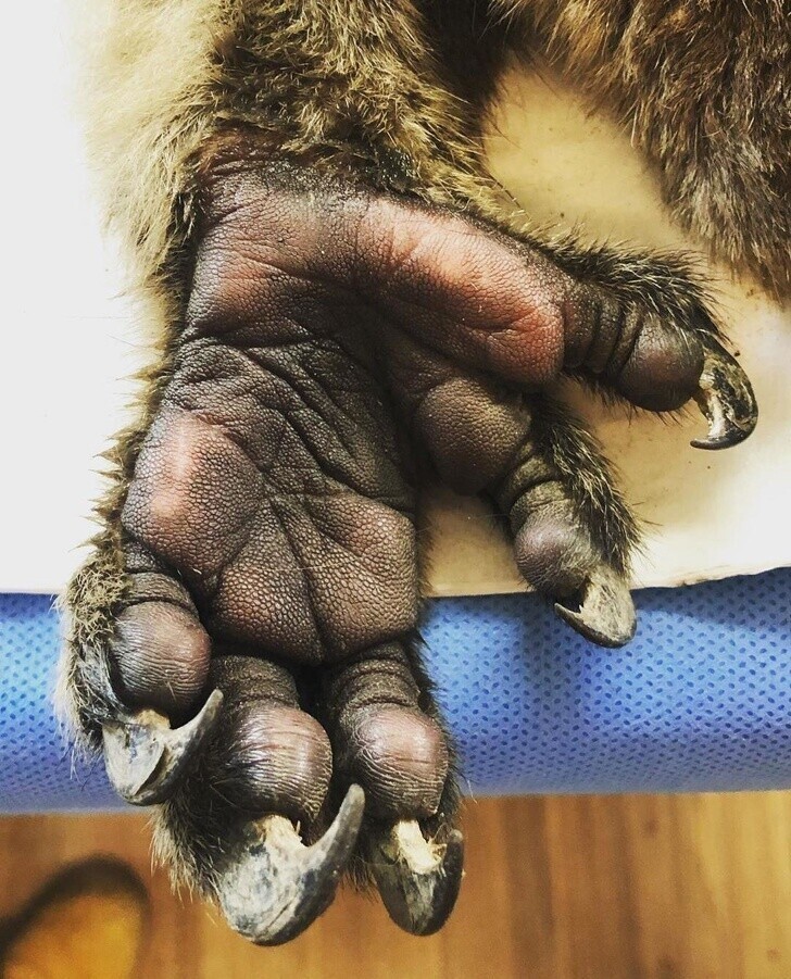 Рука коалы.
