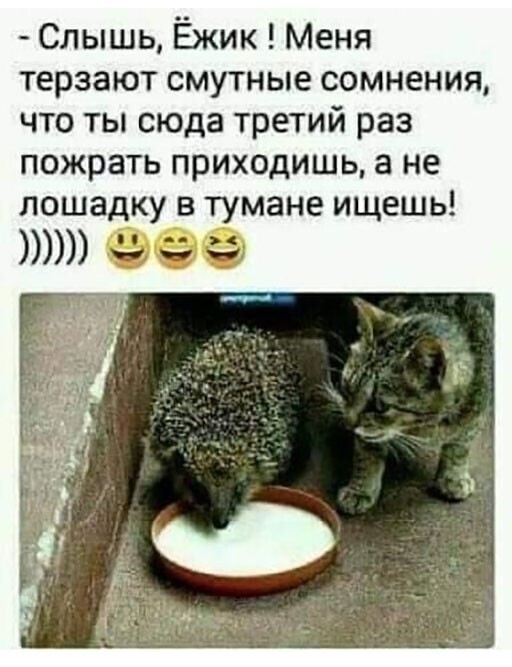 Прикольные и смешные картинки