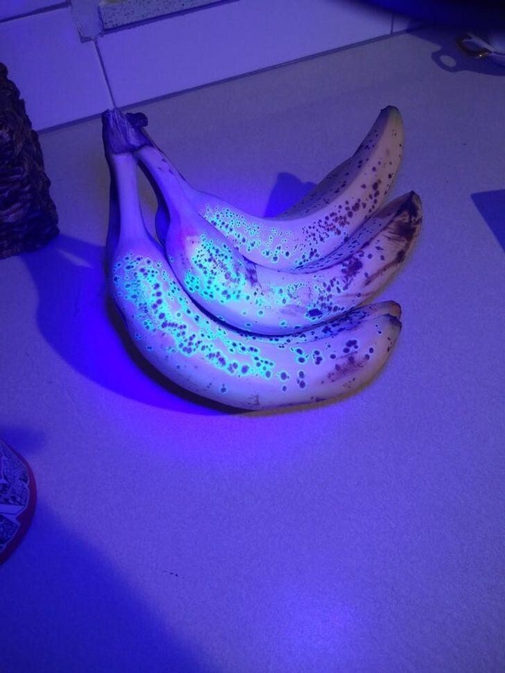 Пятна на бананах светятся в ультрафиолетовом свете, что указывает на их зрелость
