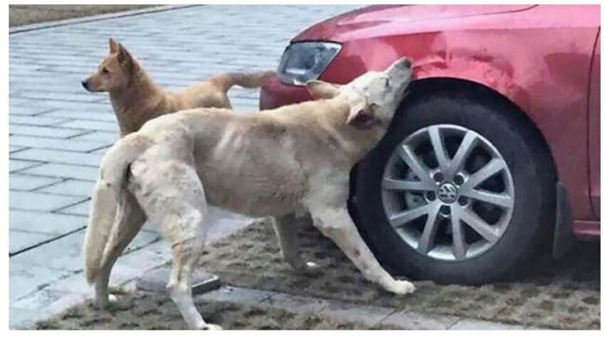 Хозяин машины пинком прогнал лежащего пса. Обиженный собакен вернулся с подмогой