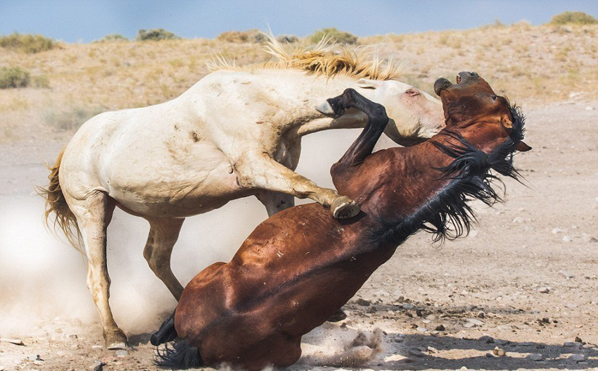 Мустанги: Выстраданная свобода. Одичавшие лошади воспитывают в себе агрессию и ярость