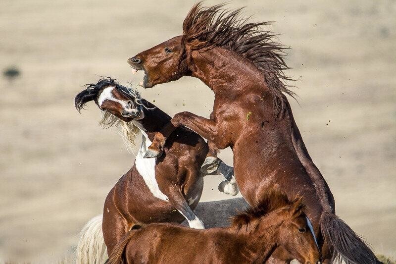 Мустанги: Выстраданная свобода. Одичавшие лошади воспитывают в себе агрессию и ярость