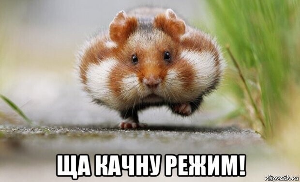 Политические комментарии из инета