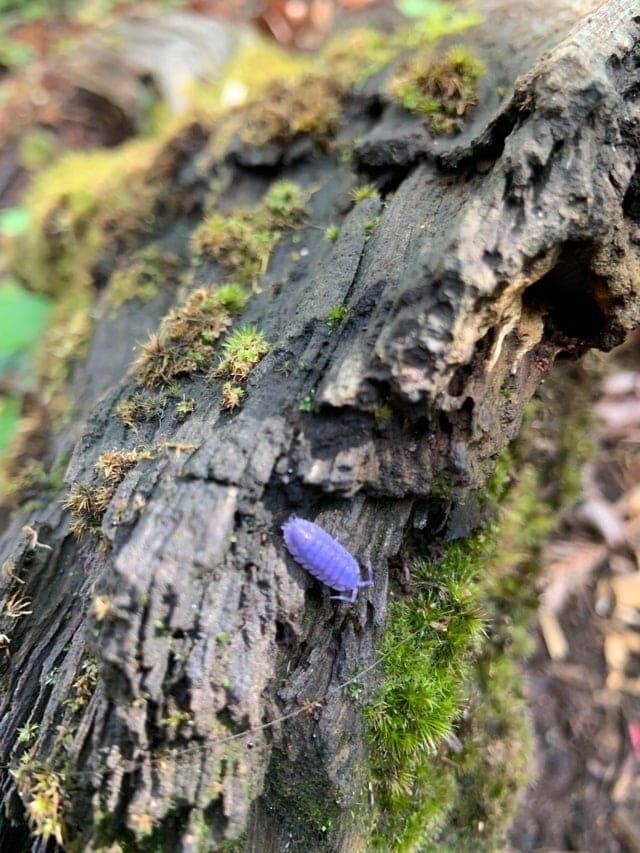 20 диковинных находок, сделанных во время обычной скучной прогулки