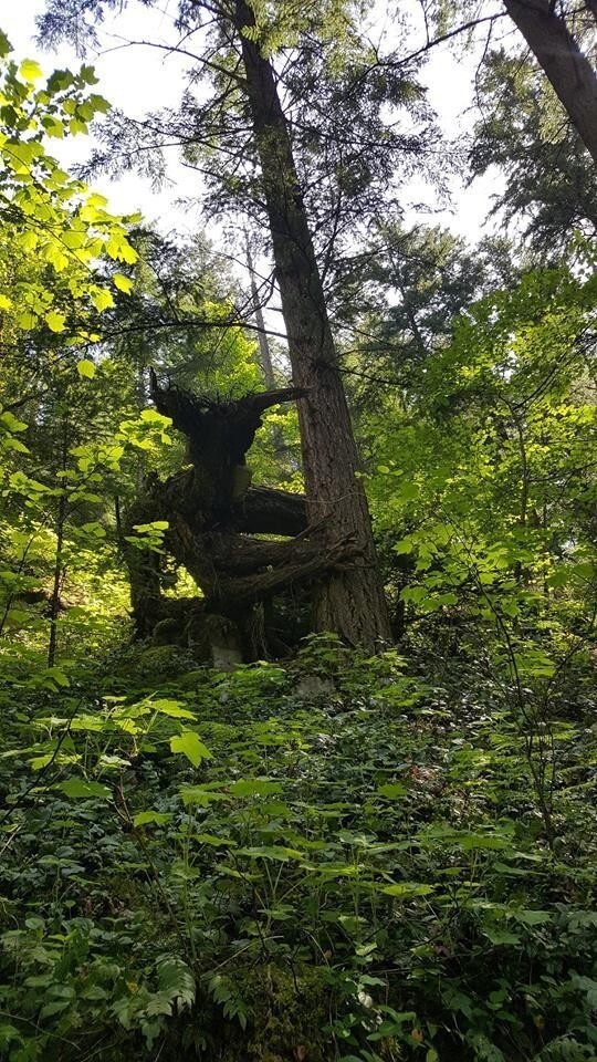 20 диковинных находок, сделанных во время обычной скучной прогулки