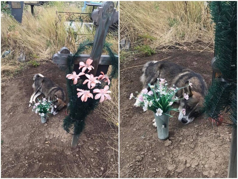 Пёс три года жил на могиле хозяина
