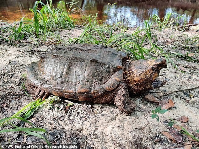 Во Флориде поймали черепаху-монстра