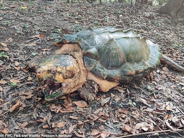 Во Флориде поймали черепаху-монстра