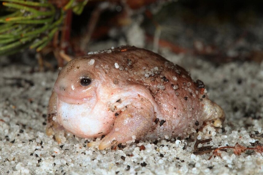 Лягушка черепаха: Животное, похожее на гуманоида с другой планеты