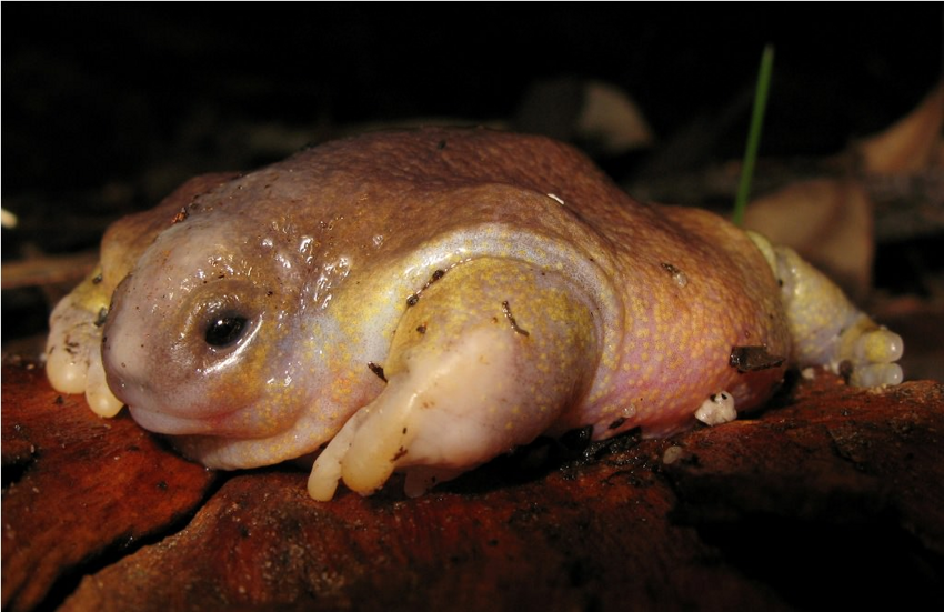 Лягушка черепаха: Животное, похожее на гуманоида с другой планеты