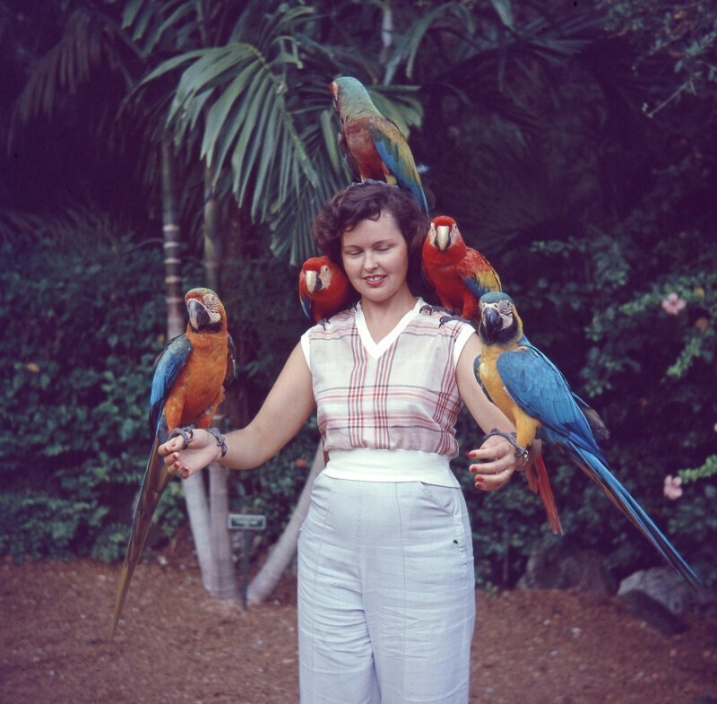 Девушка с попугаями в Parrot Jungle. Майами, Флорида, 1952 год.