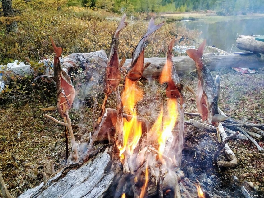 Колымский хариус