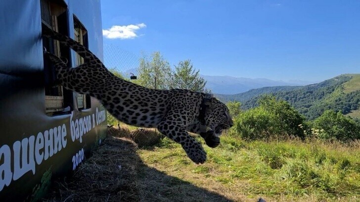Леопарды возвращаются на Кавказ