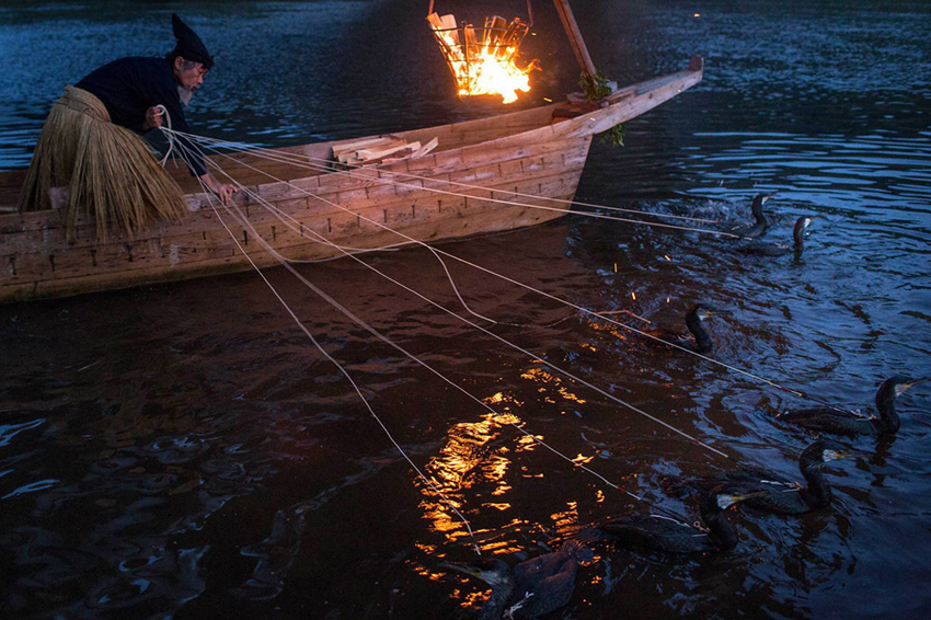 Большой баклан: «Китайская самонаводящаяся удочка». Гениальный способ ловить рыбу тоннами