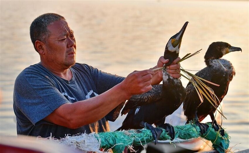 Большой баклан: «Китайская самонаводящаяся удочка». Гениальный способ ловить рыбу тоннами