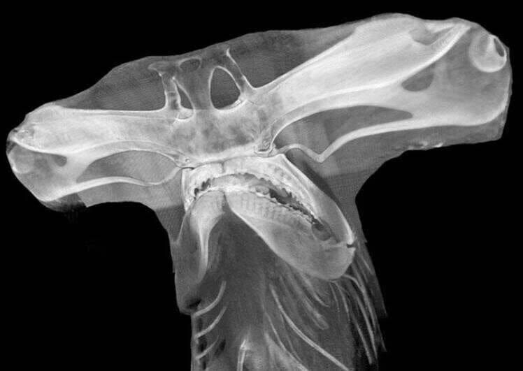 1. Как на рентгене выглядит голова акулы-молота