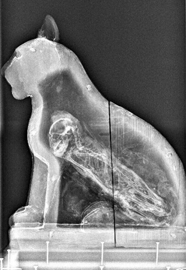2. Внутри египетского саркофага в форме кота была обнаружена мумия кошки