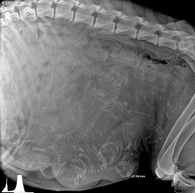 5. Рентген беременной собаки