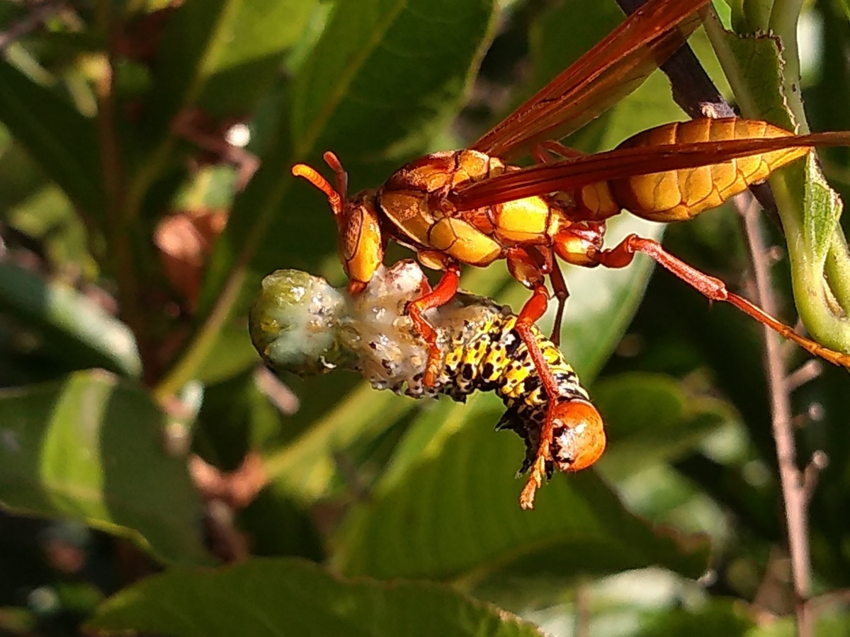 Оса-палач: 1 место по силе укуса среди насекомых?Неподтвержденные данные о яде невероятной мощи