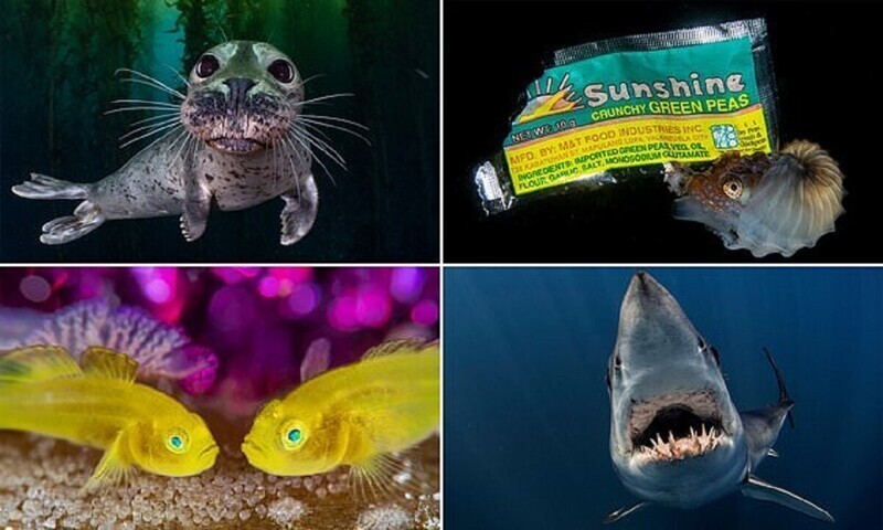 Конкурс подводной фотографии объявил победителей