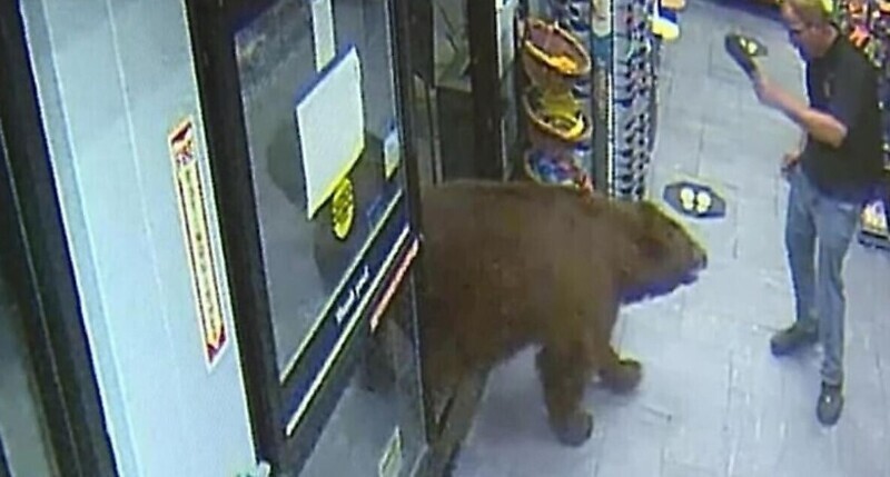 Медведь совершил налет на магазин